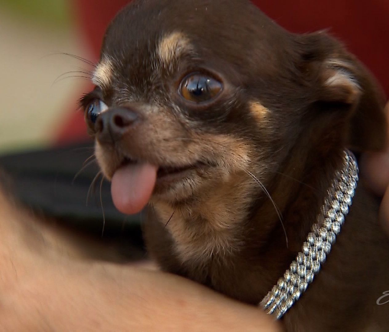 Meet Milly, the world's smallest dog | wtsp.com